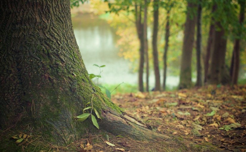 Piękny i {estetyczny zieleniec to nie lada wyzwanie, szczególnie jak jego pielęgnacją zajmujemy się sami.